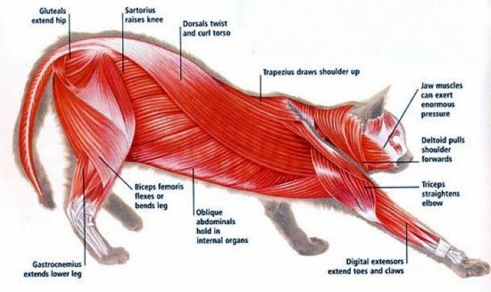 Types of muscle fiber