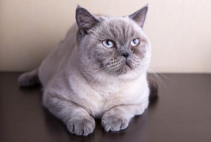 British Shorthair-Colorpointed Cat Breed