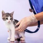 Cat’s First Vet Check-up