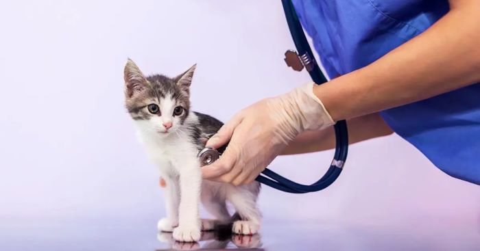 Cat’s First Vet Check-up