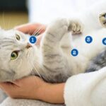 Checking Your Cat’s Health at Home