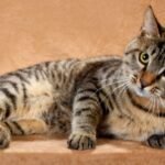 Chinese Li Hua Cat Breed