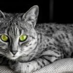 Egyptian Mau Cat Breed unique characteristics