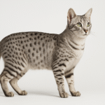 Egyptian Mau Cat Breed