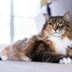 Everything About Cats!