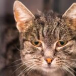 Feline Immunodeficiency Virus (FIV)