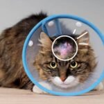 Fungal & Bacterial Infections in Cats: Prevention and Care