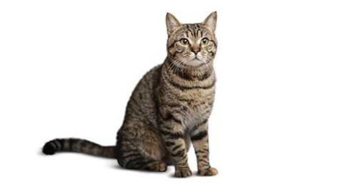 House Cat—Shorthair Cat Breed