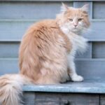 House cat—longhair Cat Breed