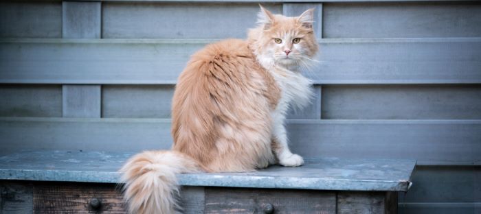 House cat—longhair Cat Breed