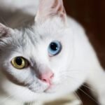 Khao Manee Cat Breed
