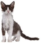 LaPerm Cat Breed