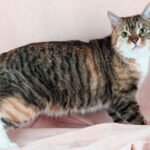 Manx Cat Breed