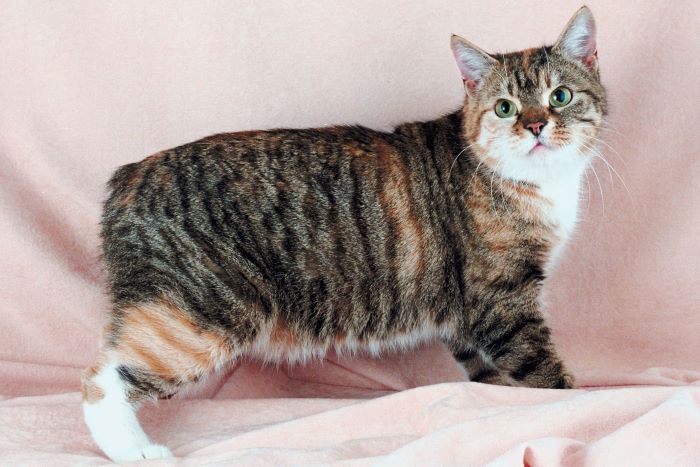 Manx Cat Breed