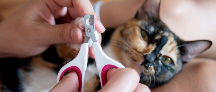 Nail Trimming