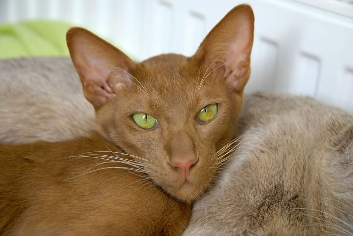 Oriental – Cinnamon and Fawn Cat Breed