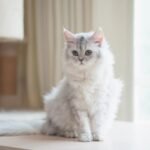 Persian—Silver Tabby Cat Breed