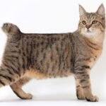 Pixiebob Cat Breed