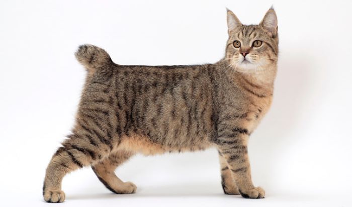 Pixiebob Cat Breed