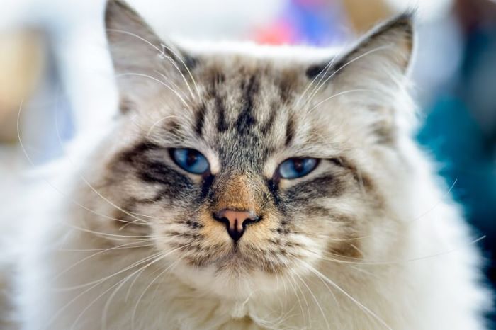 Ragamuffin Cat Breed