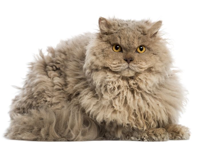 Selkirk Rex Cat Breed