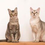 Singapura Cat Breed