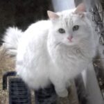 Turkish Angora Cat Breed