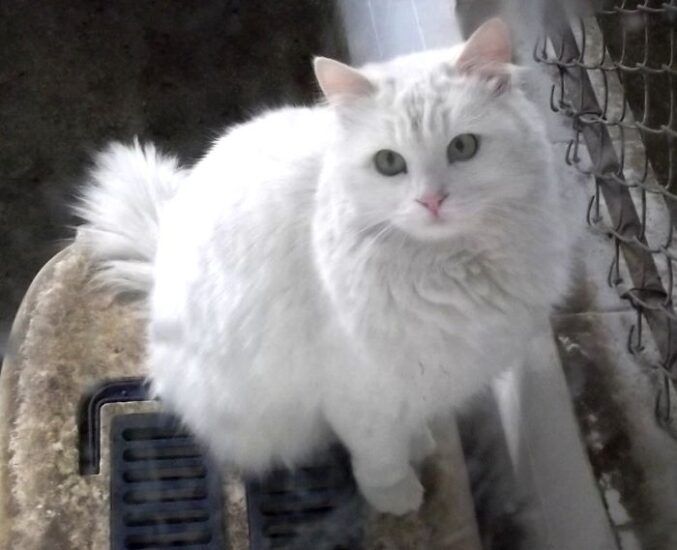 Turkish Angora Cat Breed