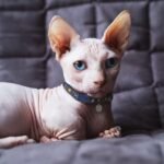 Bambino Cat Breed