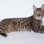 California Spangled Cat Breed