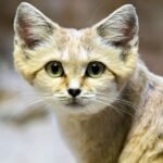 Cat Species Around the World