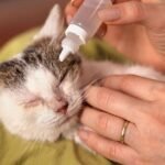 Cat’s Conjunctivitis