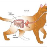 Cat’s Digestive System