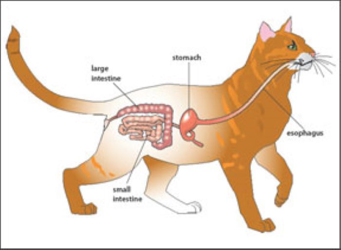 Cat’s Digestive System