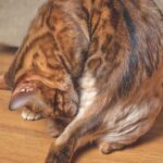 Cat’s Neurodermatitis