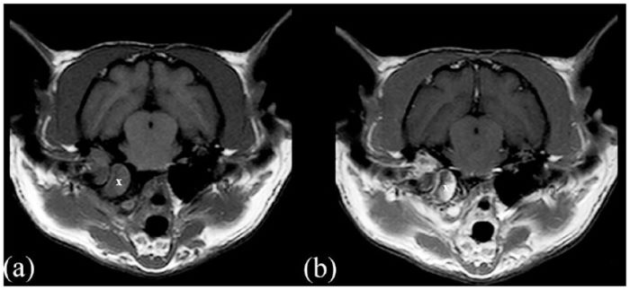 Cat’s Otitis Media and Interna