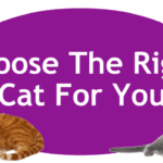 Choosing the Right Cat