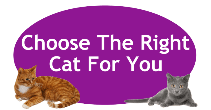 Choosing the Right Cat