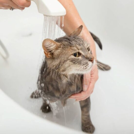 How to Bathe a Cat