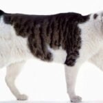 Japanese Bobtail Cat Breed