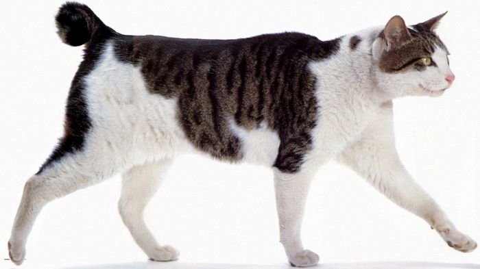 Japanese Bobtail Cat Breed