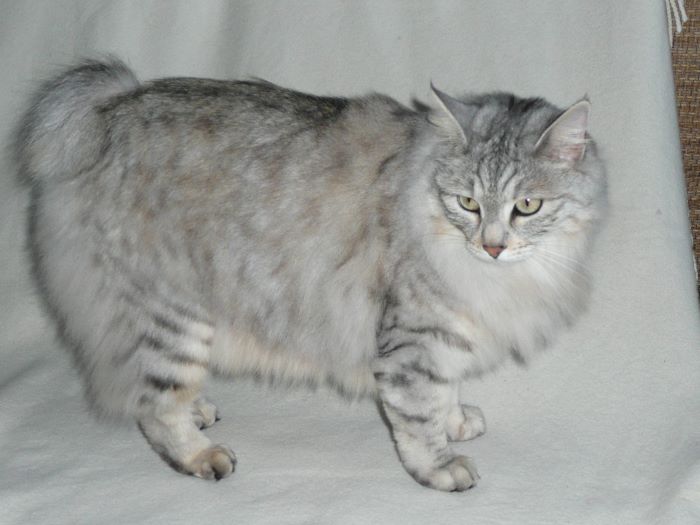 Kurilian Bobtail Longhair Cat Breed