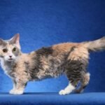Lambkin Dwarf Cat Breed