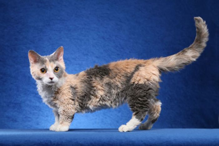 Lambkin Dwarf Cat Breed