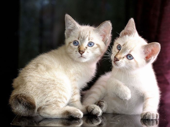 Mekong Bobtail Cat Breed