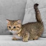 Munchkin Cat Breed