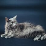 Nebelung Cat Breed
