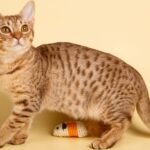 Ocicat Cat Breed