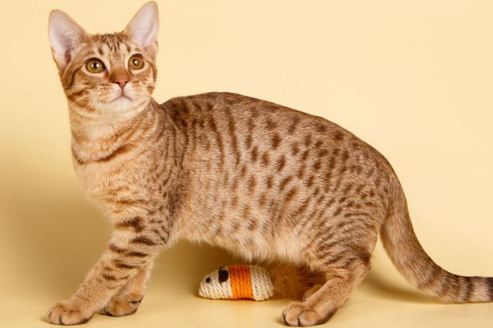 Ocicat Cat Breed