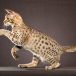 Ocicat Classic Cat Breed